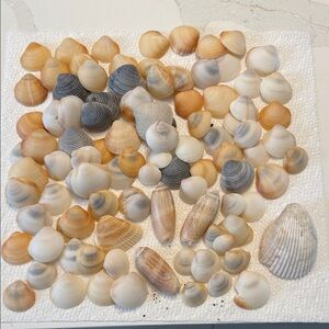Natural Seashell Art Collection